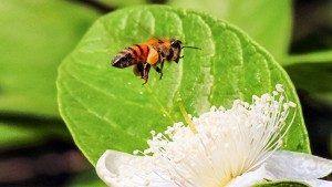 Impulsione seu treino com a Cafeína - NutriVita