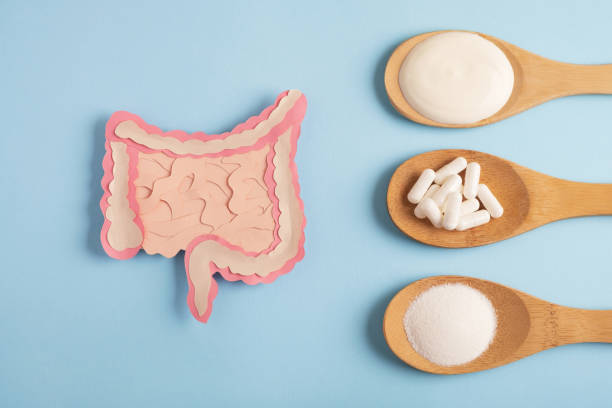 Probióticos em cápsulas e pó com ilustração de intestino em fundo azul, saúde digestiva.