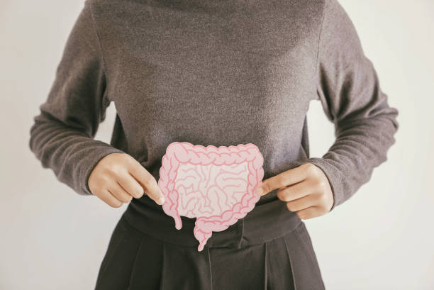 Pessoa segurando ilustração de intestino, conceito de saúde digestiva e probióticos.