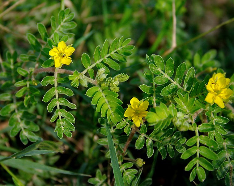 Planta Tribulus terrestris com flores amarelas e folhas verdes em ambiente natural